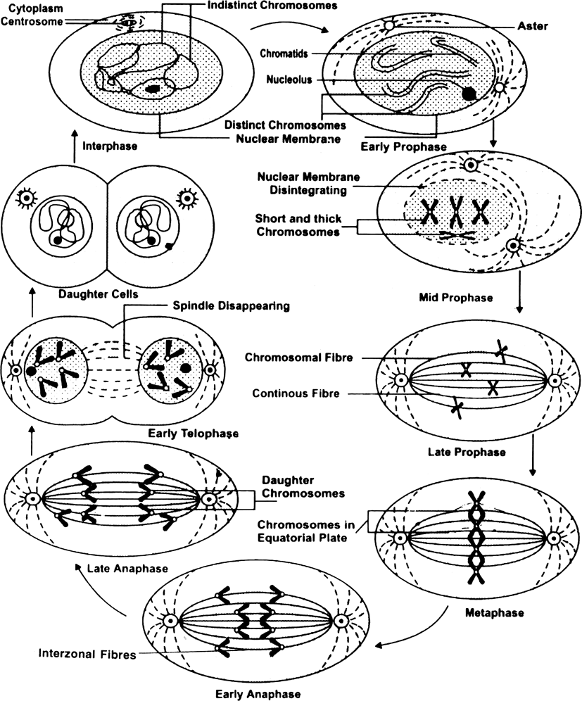 Draw diagram of mitosis.