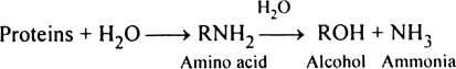 Comment upon ammonification.