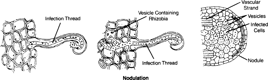 Describe how nodulation occurs ?