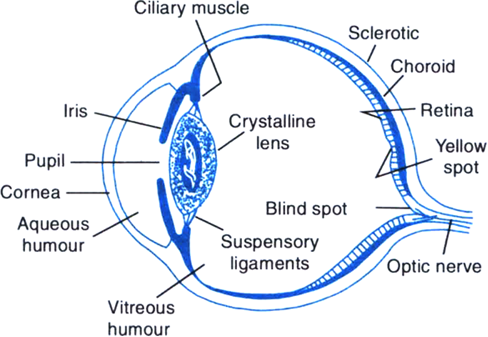 
Human eye: It is the most valuable and sensitive sense organ. It is a