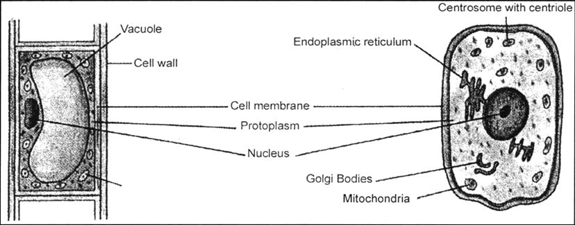 
(i) Plant cell contains a rigid cell wall while animal cell has no ce