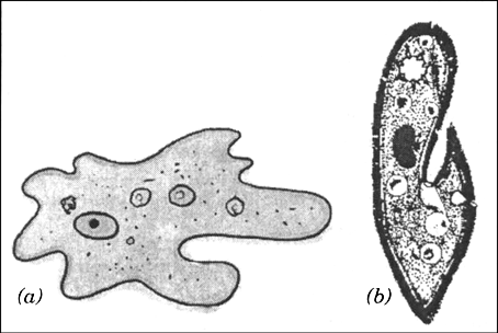 
(a) Amoeba, (b) ParameciumAmoeba moves with the help of pseudopodia w