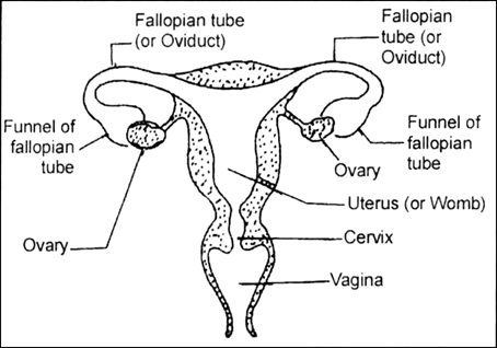 
Female reproductive organs consist of a pair of ovaries, oviduct or f