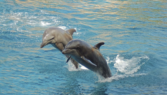 Gangetic Dolphin - Zigya
