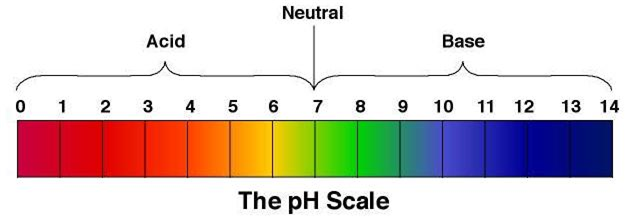 Write A Note On Ph Scale  From Science Acids  Bases And