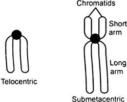 What is a centromere ? How does the position of centromere form the basis of classification of chromosomes. Support your answer with a diagram showing the position of centromere on different types of chromosomes.