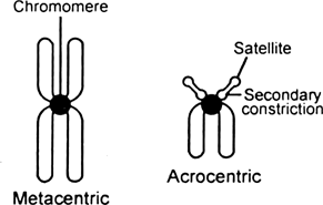 What is a centromere ? How does the position of centromere form the basis of classification of chromosomes. Support your answer with a diagram showing the position of centromere on different types of chromosomes.