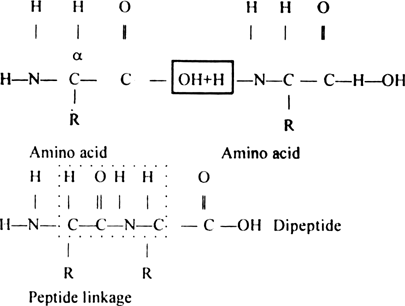 How are amino acids bonded together ? Describe how these bonds are formed ?