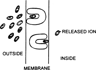 Mineral absorption through carrier molecules