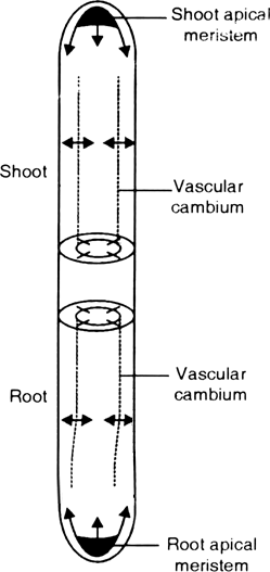 Both growth and differentiation in higher plants are open. Comment.