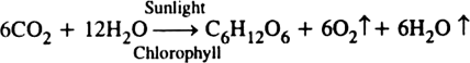 Define the term photosynthesis and give its significance.