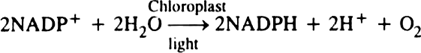 Describe Robin Hill experiment.