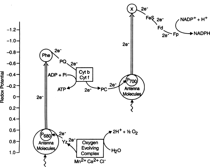 Describe about non-cyclic photophos-phorylation.