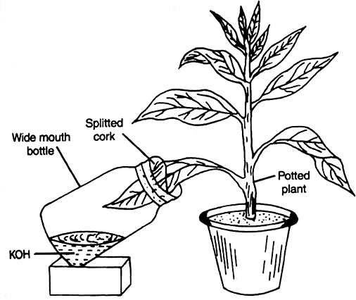 Give an experiment to prove that CO2 is necessary for photosynthesis.