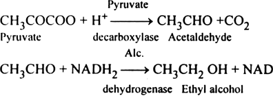 Describe fermentation.