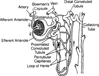  Describe the structure of Nephron.