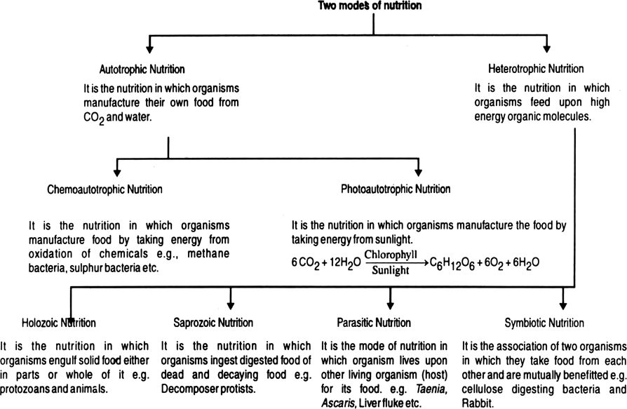 Describe modes of nutrition.