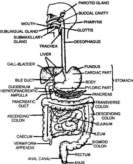 Describe the alimentary canal of man.