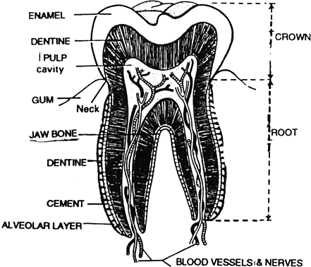 Write the parts of tooth and draw L.S. of tooth.