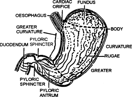 Write the parts of stomach of man and explain them.