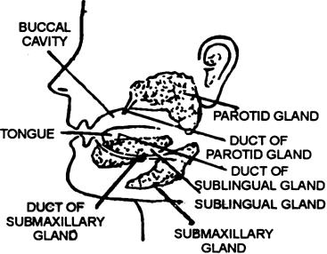 Write a brief note on salivary glands and gastric glands.