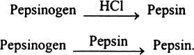 How does pepsinogen change into its active form ?