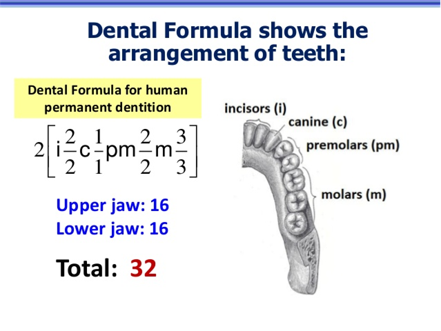 Дентал формула томск. Dental Formula. Нумерация зубов в челюсти. Teeth Formula. Американская зубная формула.