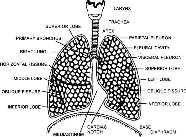 Explain the respiratory tract of man.