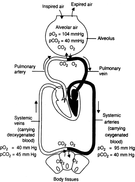 Describe the mechanism of exchange of gases.