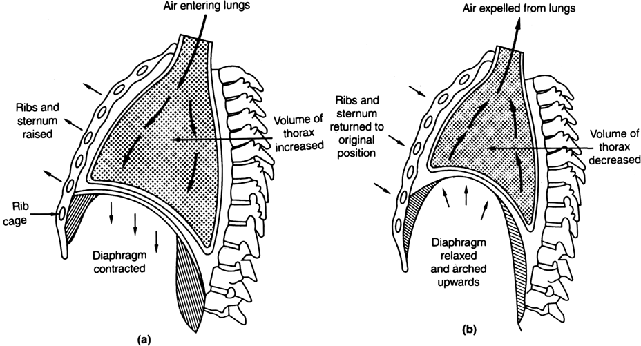 What is the role of diaphragm and inter costal muscles in breathing ?
Or
Describe the mechanism of breathing.