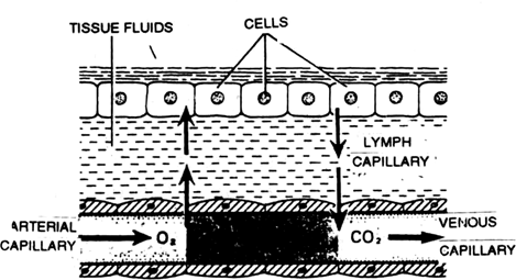  Discuss the transportation of oxygen.