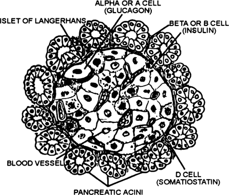 Briefly explain about pancreas.