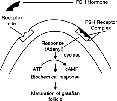 Briefly mention the mechanism of FSH. 