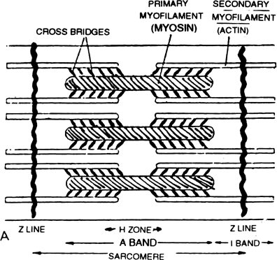 Discuss the mechanism of muscular contraction.
Or
How does skeletal muscle contracts ?