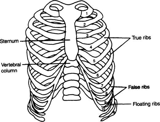 Draw diagrams of skull of man, ribs and vertebral column.