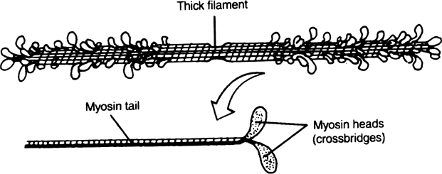 Describe the structure of myosin filament ? 