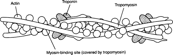 Describe the structure of actin filament.