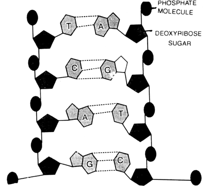 How are complementary base pairs joined in a DNA double helix ?