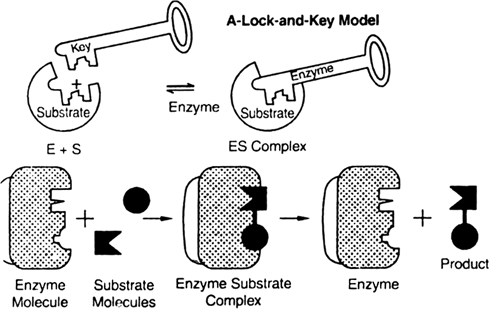 Describe. lock and key hypothesis. from Biology Biomolecules Class 11 CBSE