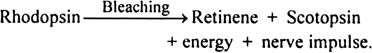 What is bleaching of Rhodopsin ?