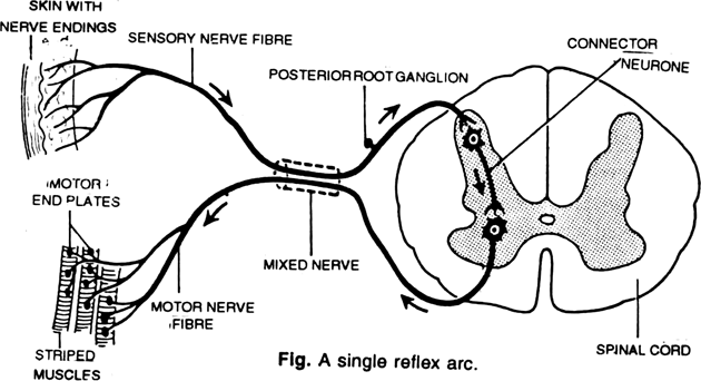 Discuss the mechanism of reflex action.