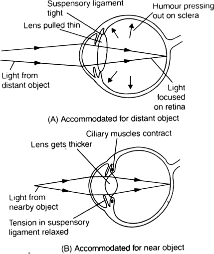 Write a note on Accommodation of eye.