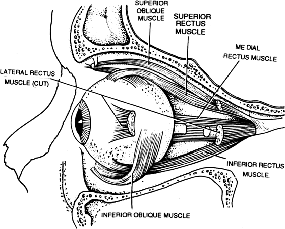 Name the different muscles controlling the movement of eyeballs and their functions.