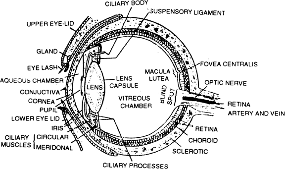 Draw labelled diagrams of the following Eye.