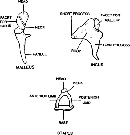 Write short note on Ear ossicles.
