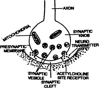 Transmission of a nerve impulse across a chemical synapse.