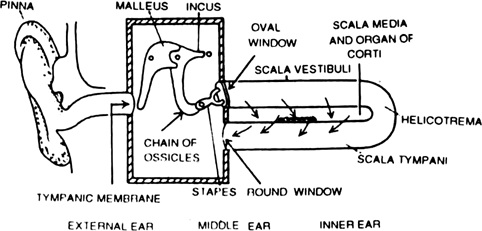 Give a brief account of mechanism of hearing.