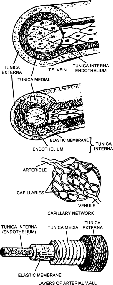 
The walls T.S. artery and T.S. vein consist of three coats :
(a) Tuni