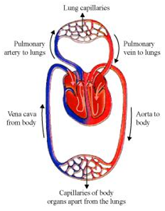 
Single blood circulation:In this type of circulation, blood only once