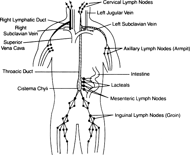 
Some heart diseases are as follows:
1. Heart block : In this con